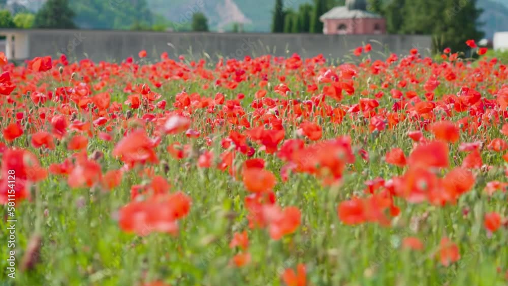 Beautiful red poppies on the cultivated field Beautiful red poppies on the cultivated field