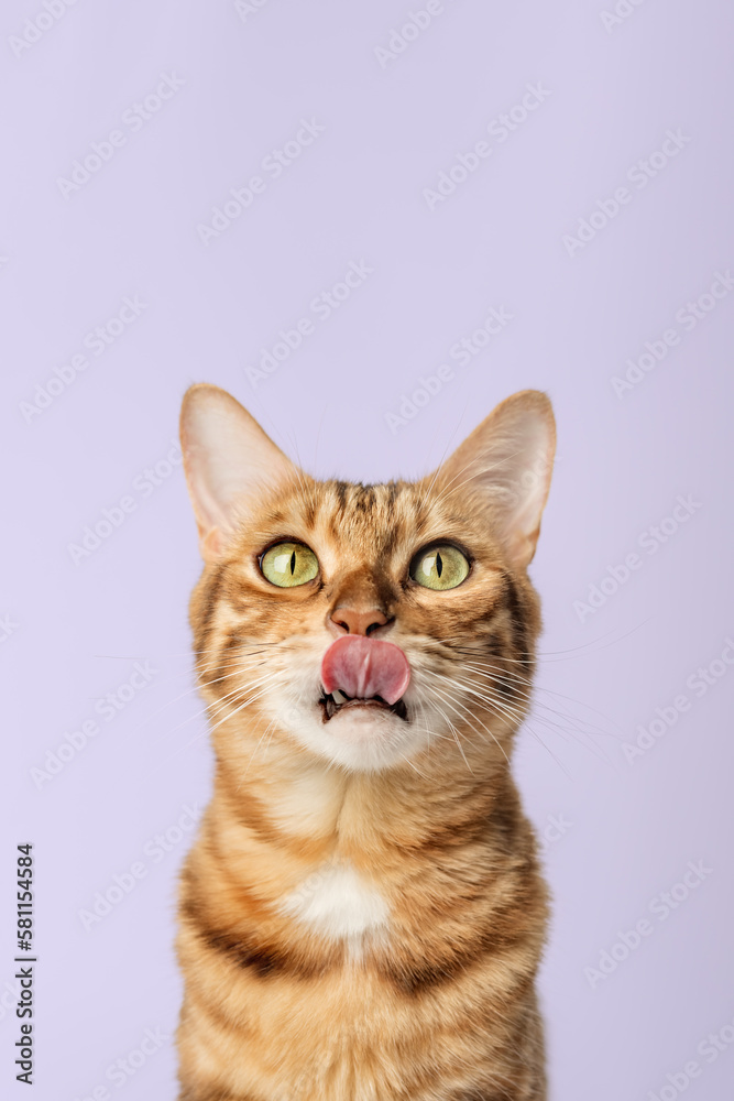 Portrait of a licking Bengal shorthair cat close-up on a white background. Portrait of a licking Bengal shorthair cat close-up on a white background.