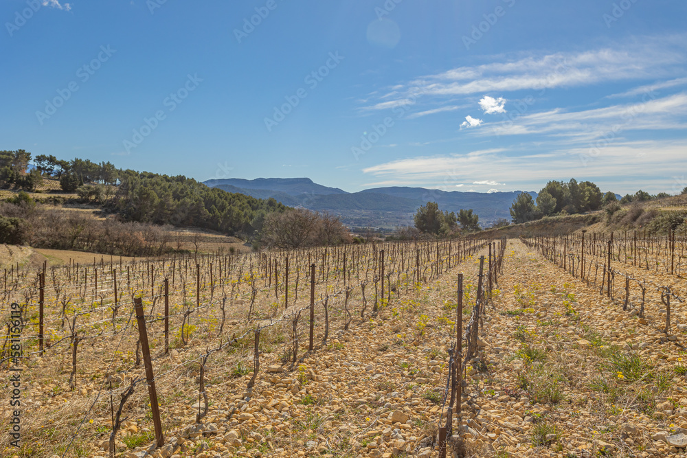 champ de vignes dans la campagne autour du village de Rasteau (Vauluse, France)