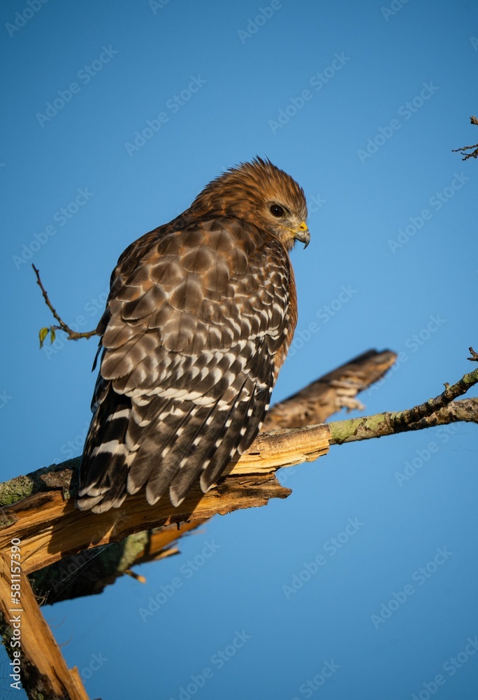 Vertical shot of a beautiful falcon perched on branch against blue sky Vertical shot of a beautiful falcon perched on branch against blue sky