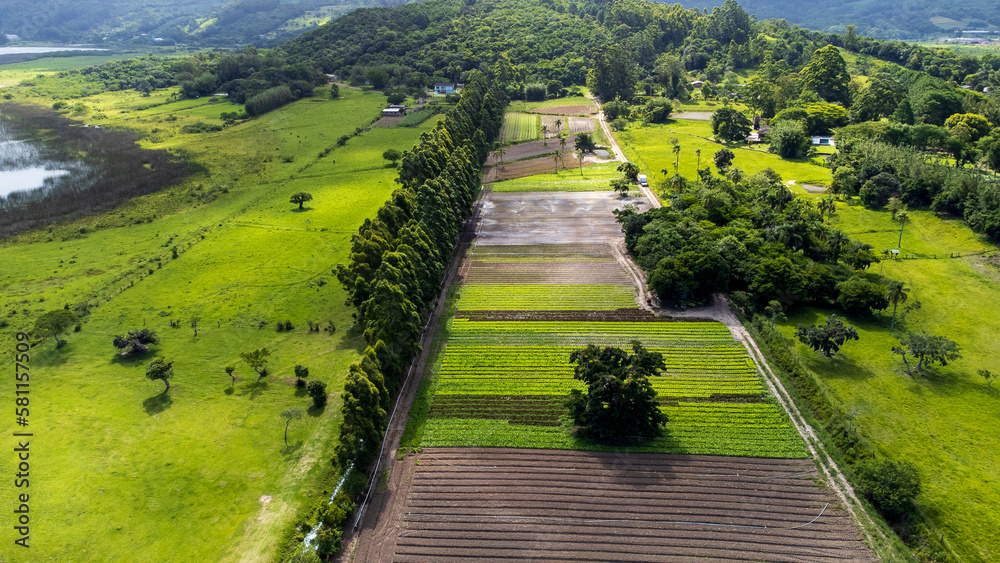 rice field