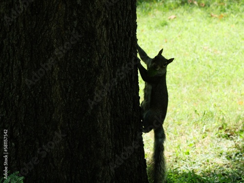 Gray squirrel scaling the trunk of a tall tree  with its claws and tail providing balance