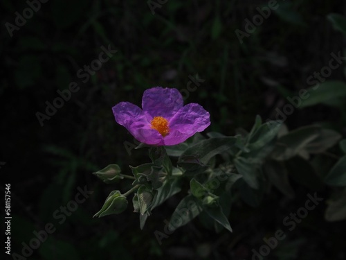 Vibrant  single purple flower blooms against a dark backdrop of lush green foliage