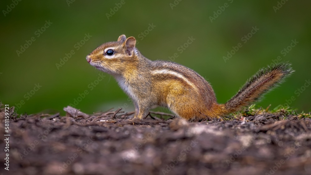 Closeup shot of an adorable and cute chipmunk