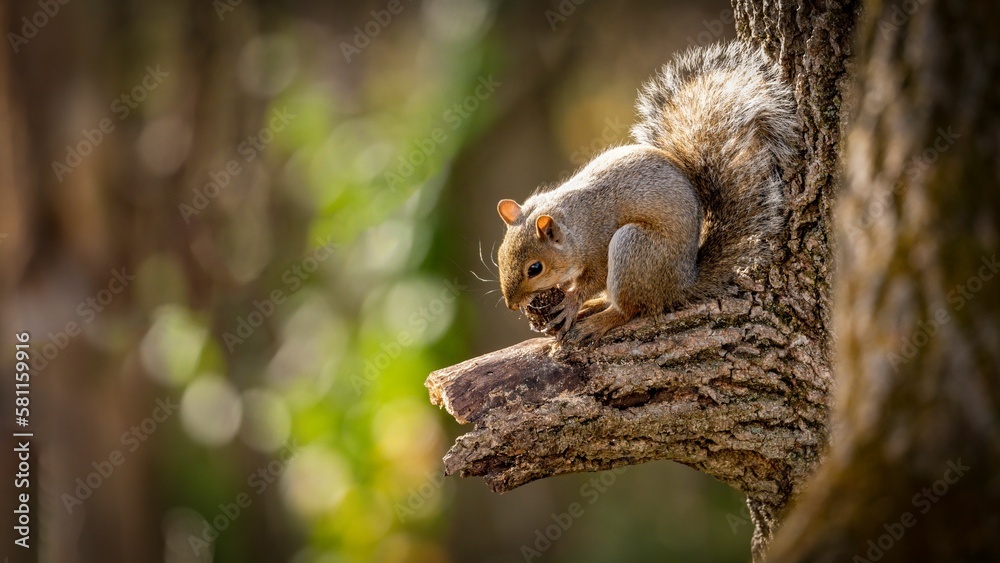 Closeup shot of an adorable and cute squirrel on the tree Closeup shot of an adorable and cute squirrel on the tree