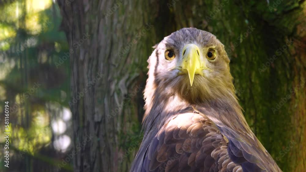 Lesser spotted eagle (Clanga pomarina) portrait Lesser spotted eagle (Clanga pomarina) portrait