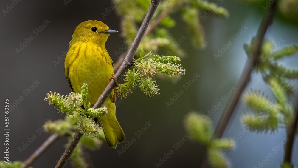 Obraz premium a yellow bird sits in a tree branch with flowers on the stems