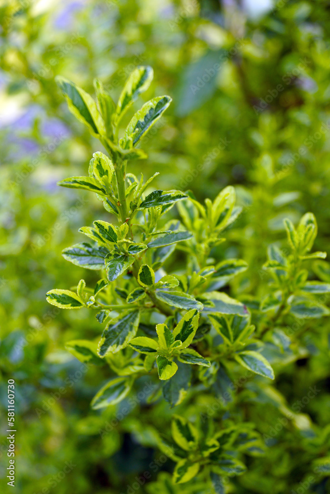 Obraz premium Closeup of the variegated foliage (leaves) of 'Pershore Zanzibar' (or simply 'Zanzibar') California lilac (Ceanothus 'Pershore Zanzibar' or Ceanothus thyrsiflorus 'Pershore Zanzibar')