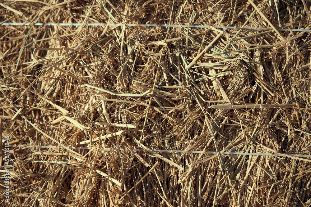 Closeup of dried grass in the garden on a sunny day Closeup of dried grass in the garden on a sunny day