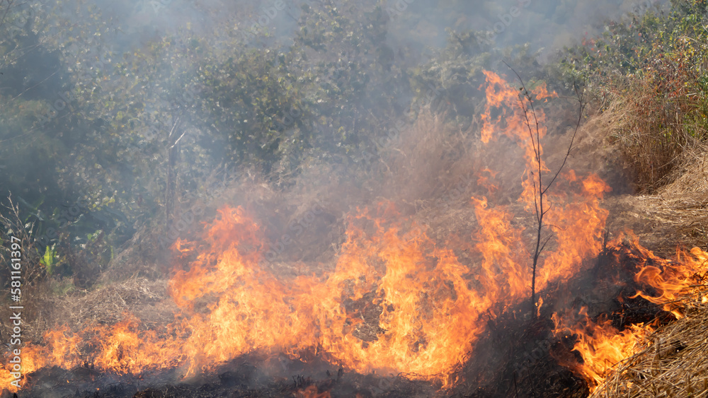 forest fires, burning grass for farming, causes of forest fires