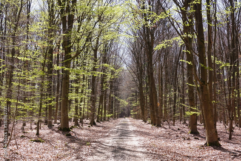 Waldweg im Fruehling Waldweg im Fruehling