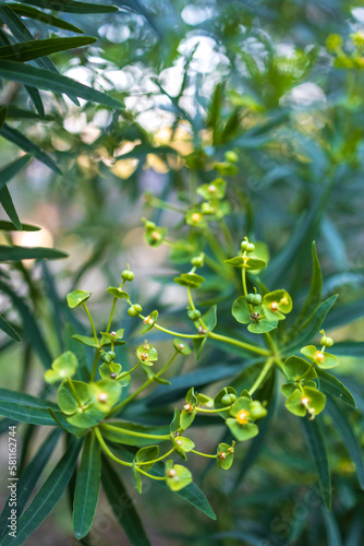 Euphorbia helioscopia, the sun spurge or madwoman's milk, is a species of flowering plant in the spurge family Euphorbiaceae. Flolra Israel photo