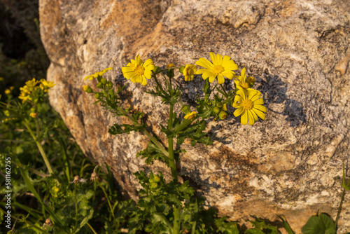 Senecio squalidus, known as Oxford ragwort, is a flowering plant in the daisy family Asteraceae. It is a yellow-flowered herbaceous plant, native to mountainous, rocky or volcanic areas, photo