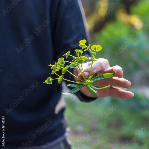 Fragment. A man holds a branch of the poisonous Euphorbia helioscopia in his hand. Square frame. photo