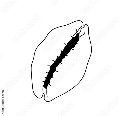 Vector isolated one single simplest cypraea sea snail shell cowries marine gastropod mollusk colorless black and white contour line easy drawing photo