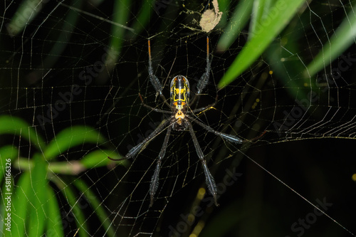 Hairy Golden Orb-weaver (Trichonephila fenestrate)