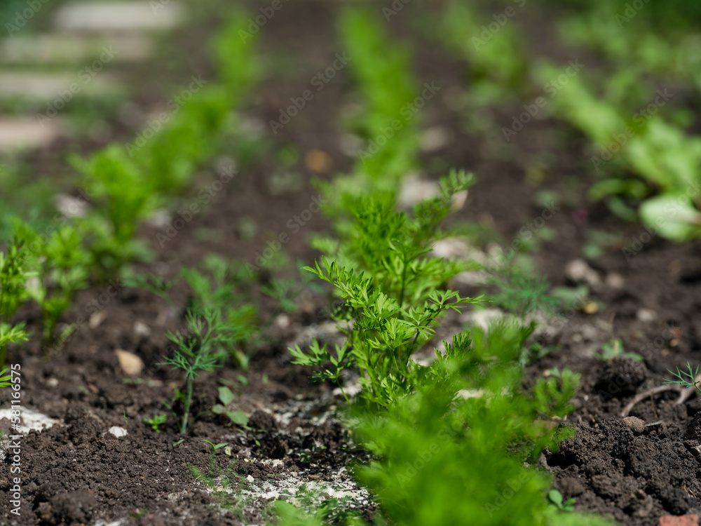 Fresh green young carrot plants growing in a vegetable garden. Fresh green young carrot plants growing in a vegetable garden.