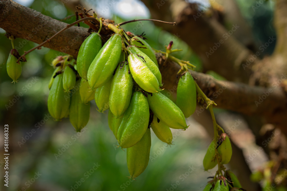 Closeup bilimbi fruit on tree, attached to a branch, ready to be used cooking to have a sour taste Closeup bilimbi fruit on tree, attached to a branch, ready to be used cooking to have a sour taste