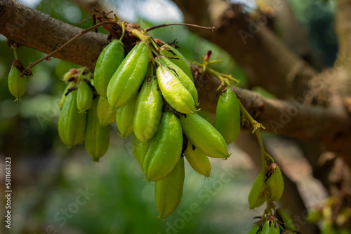 Closeup bilimbi fruit on tree, attached to a branch, ready to be used cooking to have a sour taste