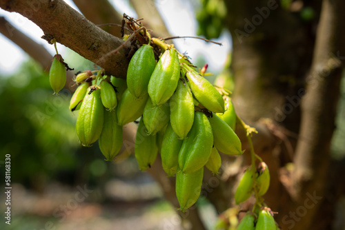Closeup bilimbi fruit on tree, attached to a branch, ready to be used cooking to have a sour taste photo