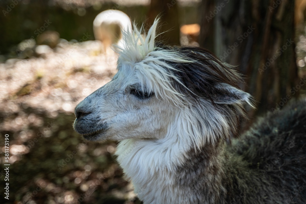 Closeup of a llama in a forest