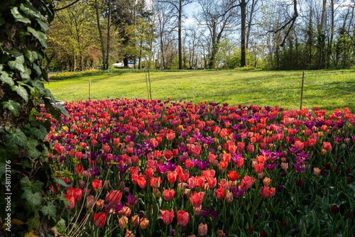 Beautiful blooming tulip field on a background of trees