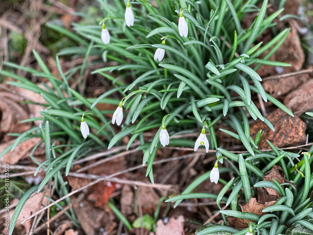 Fototapeta premium Snowdrops in early March in the forest.