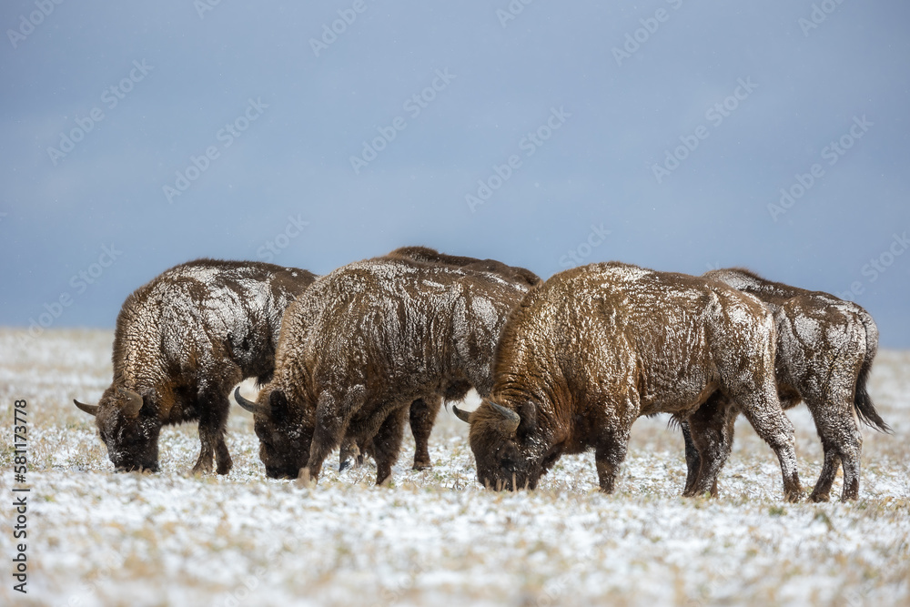European bison - Bison bonasus in Knyszyn Forest European bison - Bison bonasus in Knyszyn Forest