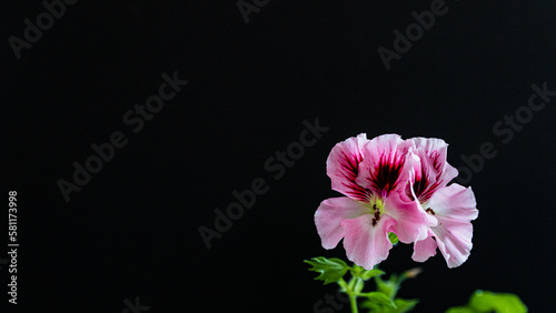 Geranium Pelargonium flower isolated on black background  close up