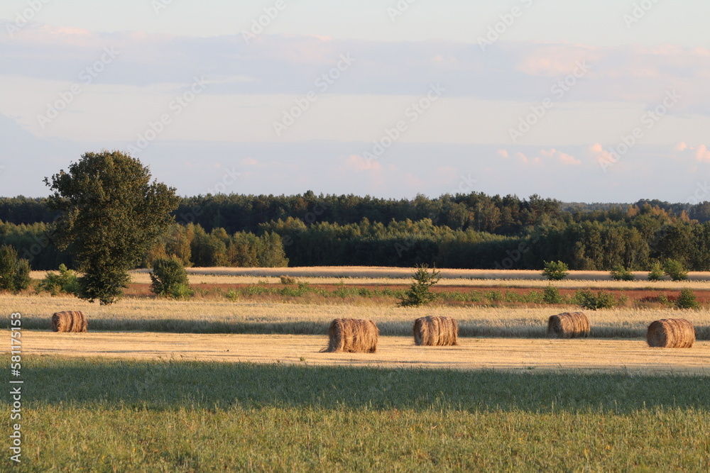 Żniwa
