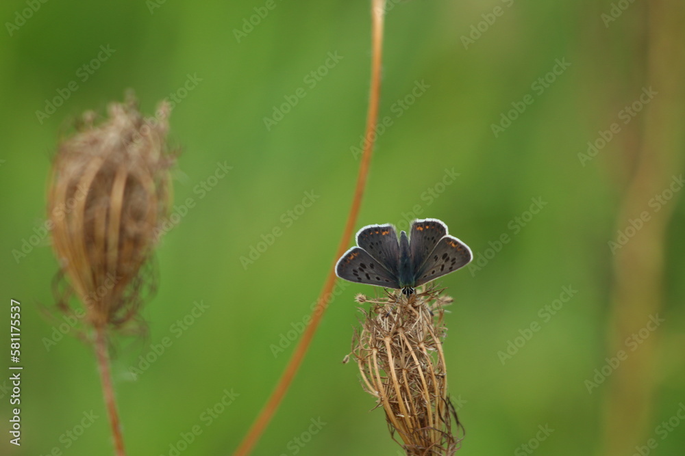 Motyl
