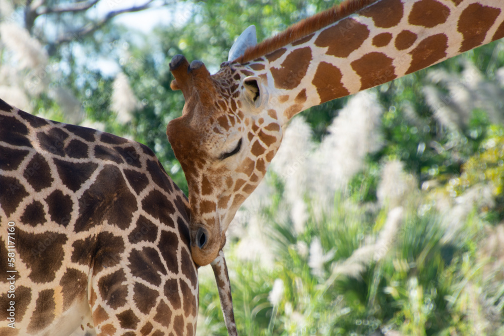 Nice specimen of giraffe taken in a large zoological garden Nice specimen of giraffe taken in a large zoological garden