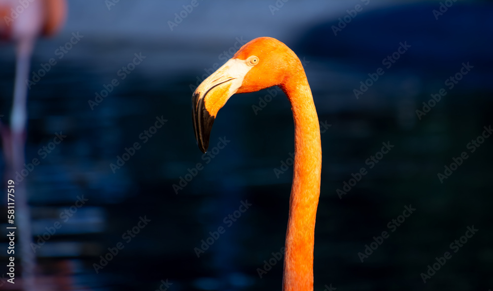 Fototapeta premium Nice specimen of flamingo taken in a large zoological garden