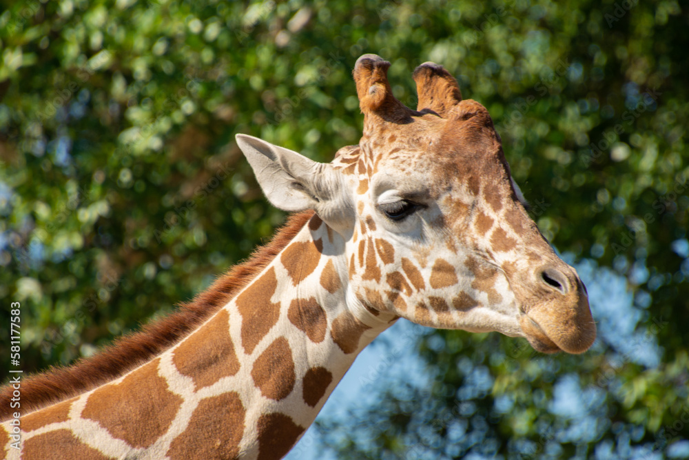Nice specimen of giraffe taken in a large zoological garden Nice specimen of giraffe taken in a large zoological garden
