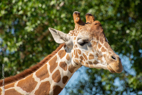 Nice specimen of giraffe taken in a large zoological garden