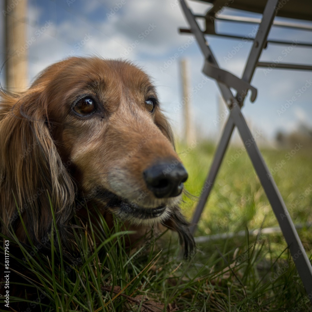 Closeup of a Dachshund dog in a park