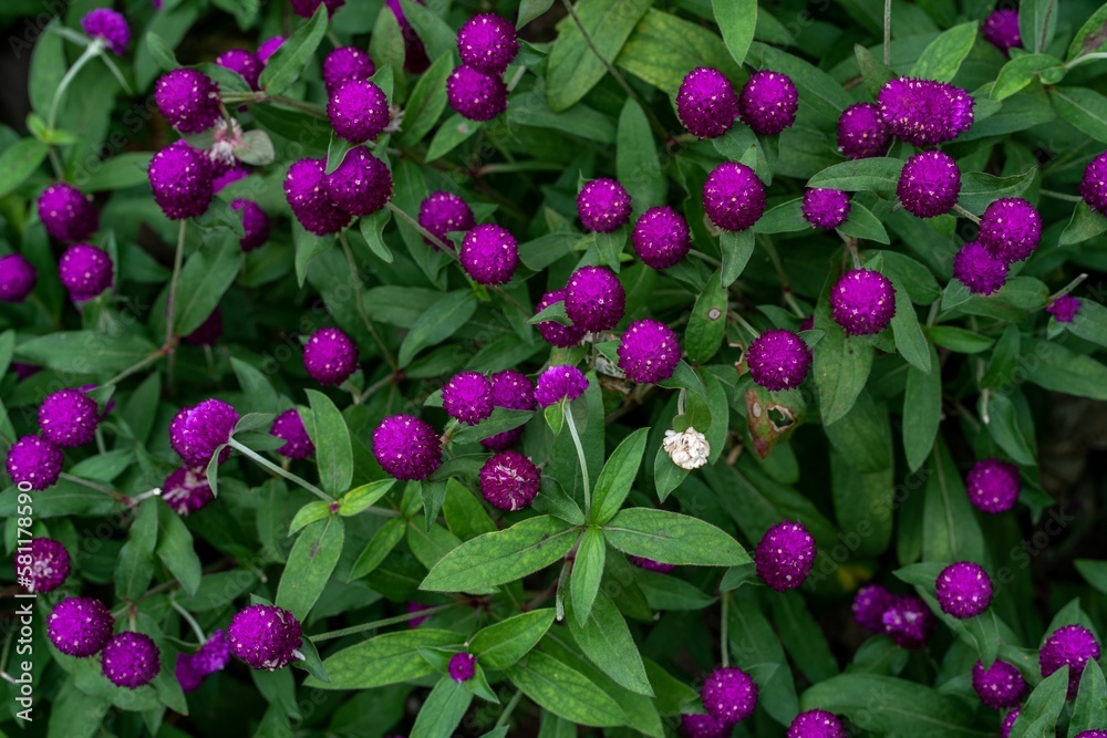 Top view closeup shot of purple red gomphrena flowers in a garden