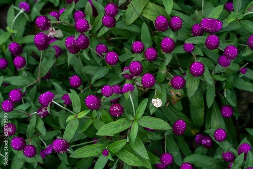 Top view closeup shot of purple red gomphrena flowers in a garden