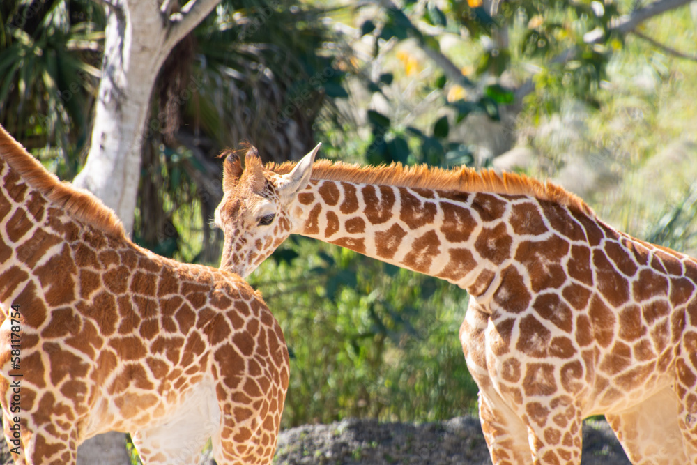 Nice specimen of giraffe taken in a large zoological garden Nice specimen of giraffe taken in a large zoological garden