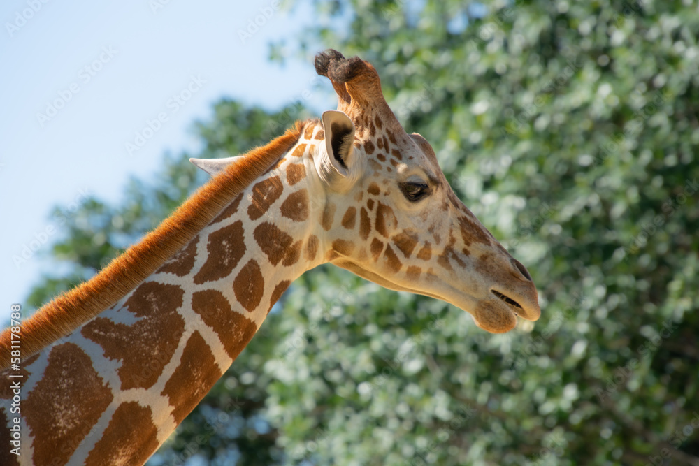 Nice specimen of giraffe taken in a large zoological garden Nice specimen of giraffe taken in a large zoological garden