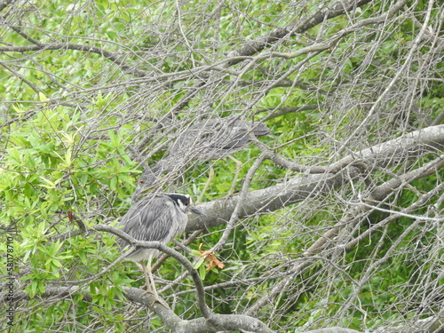 A female yellow-crowned night heron and her baby, a juvenile seemingly camouflaged within a tree, at the Bombay Hook National Wildlife Refuge, Kent county, Delaware.