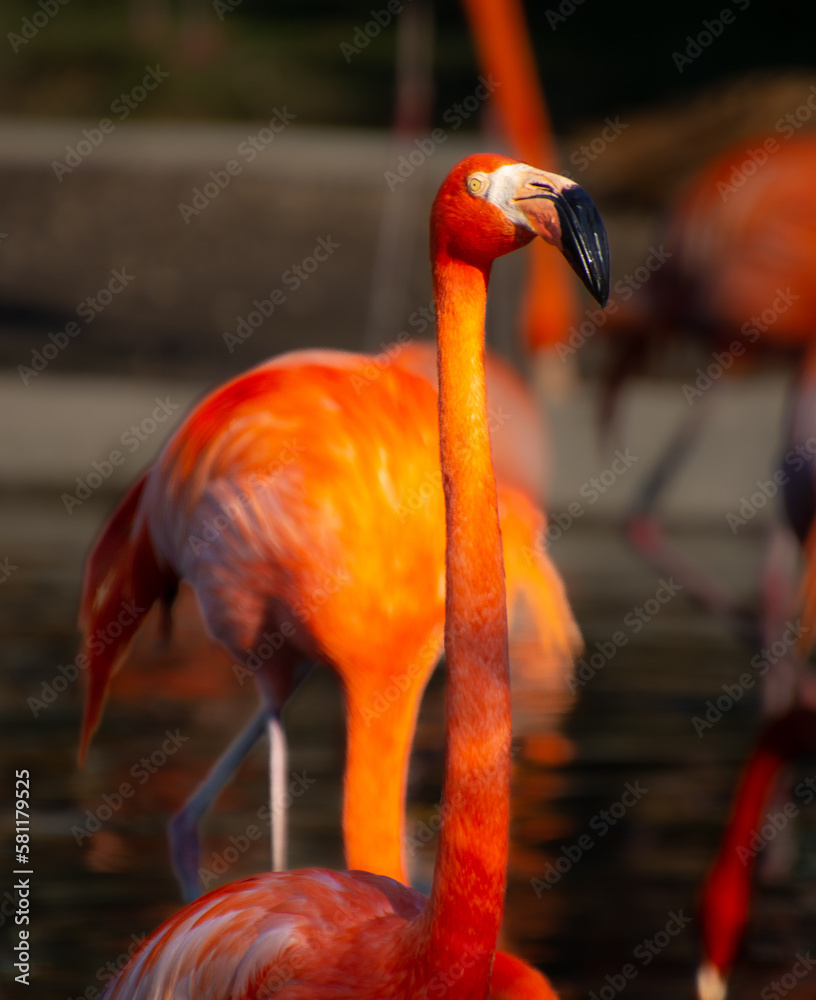 Fototapeta premium Nice specimen of flamingo taken in a large zoological garden