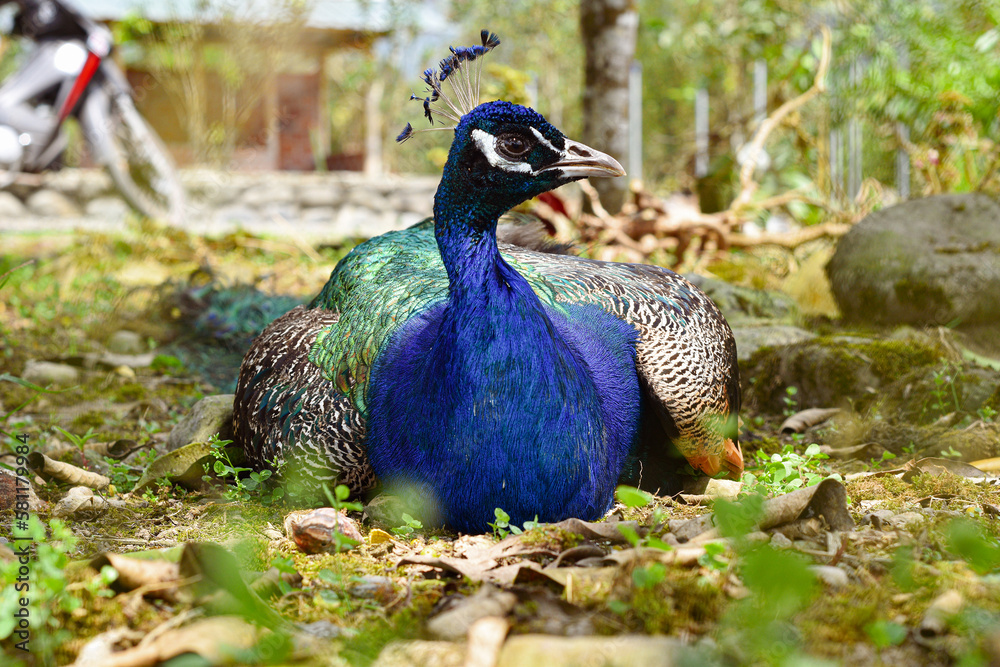 Fototapeta premium pavo real, ave, azul, animal, naturaleza, emplumar, administrar, emplumar, pavo real, ecuador