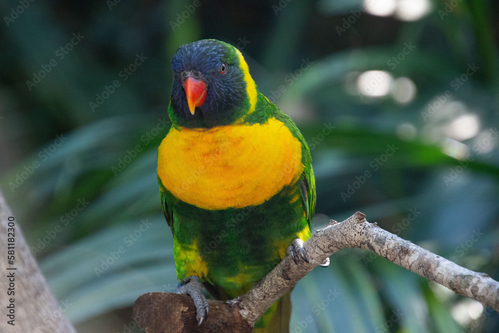 Obraz premium Ornate lorikeet perched on a branch in a US bird park