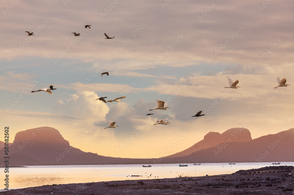 Naklejka premium Birds on beach