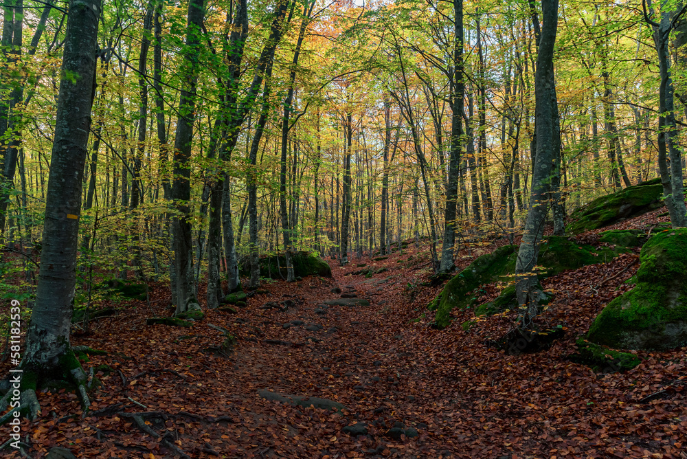 Obraz premium Colorful autumn trees in the forest