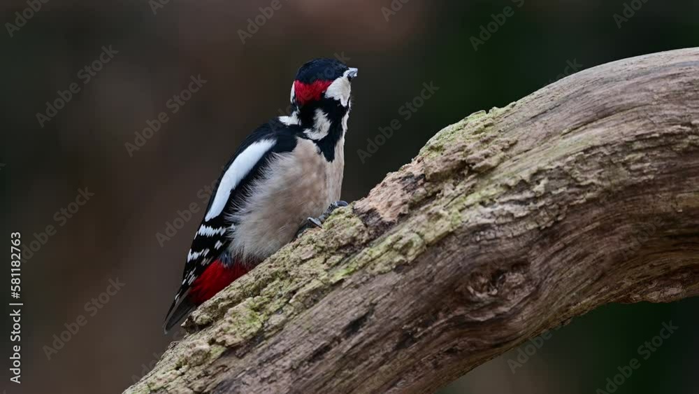 Great Spotted Woodpecker Male Sitting On A Dead Branch And Pecking On A