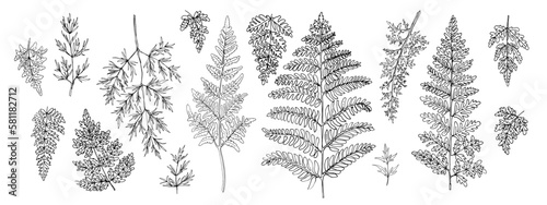 Flowers vector line drawing. Flower drawn by a black line on a white background. Summer forest  fern leaves