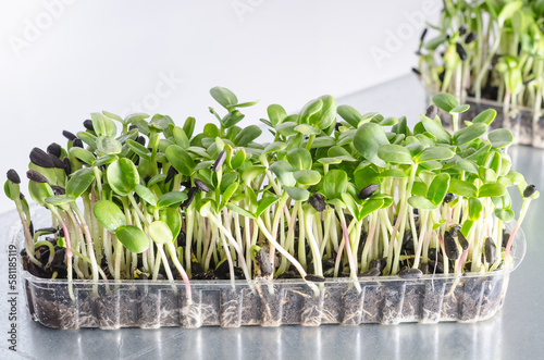 Organic sunflower microgreen sprouts in transparent tray closeup with selective focus