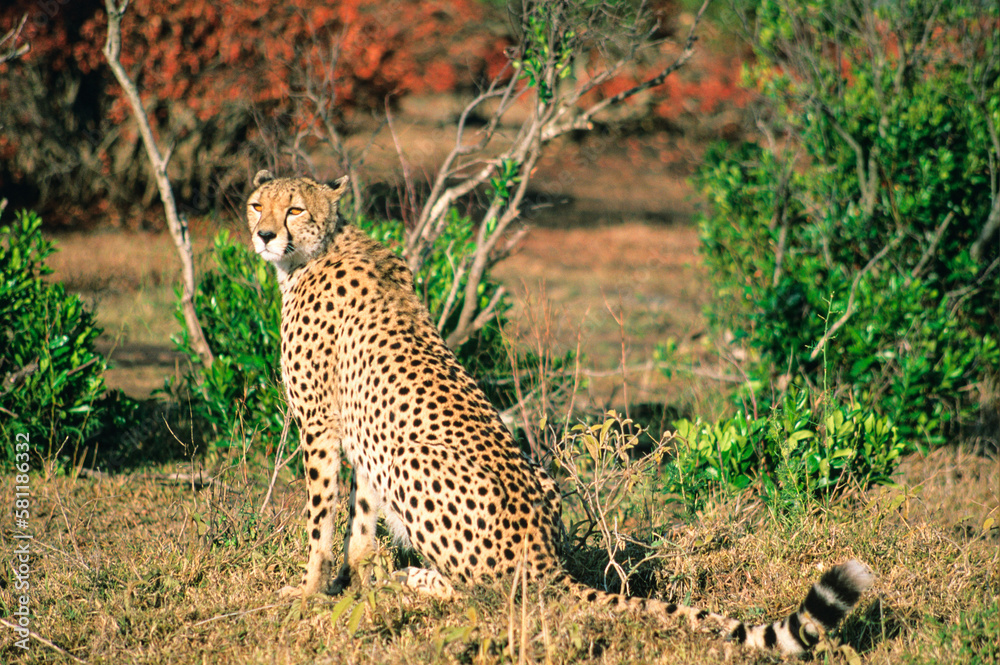 Fototapeta premium Waiting cheetah